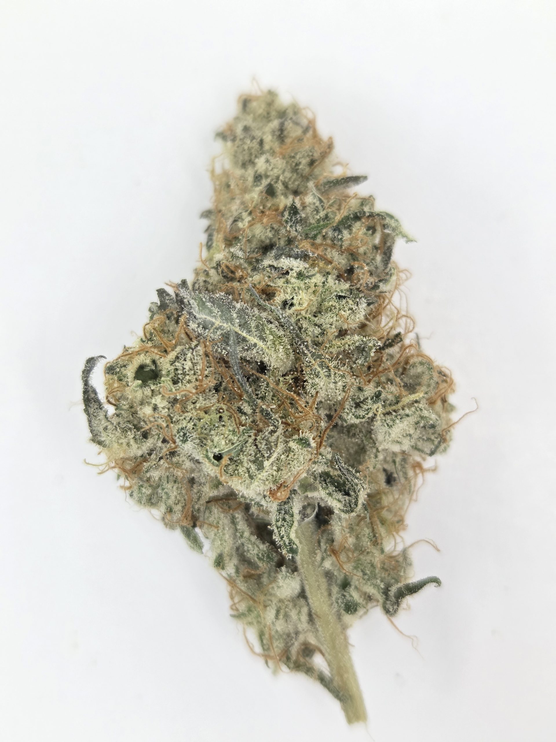 Better Than Nine Ocifer Strain THCA Legal Hemp Flower.