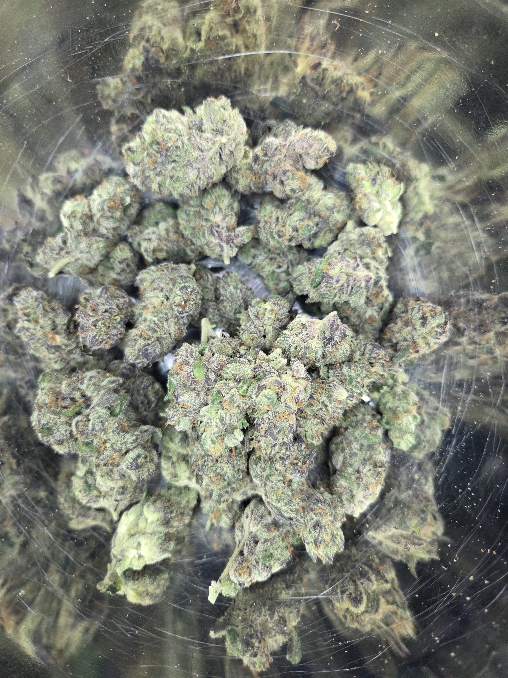 Shangri La Strain THCA Flowers Better Than Nine Shangri La Strain THCA Legal Hemp Flower.
