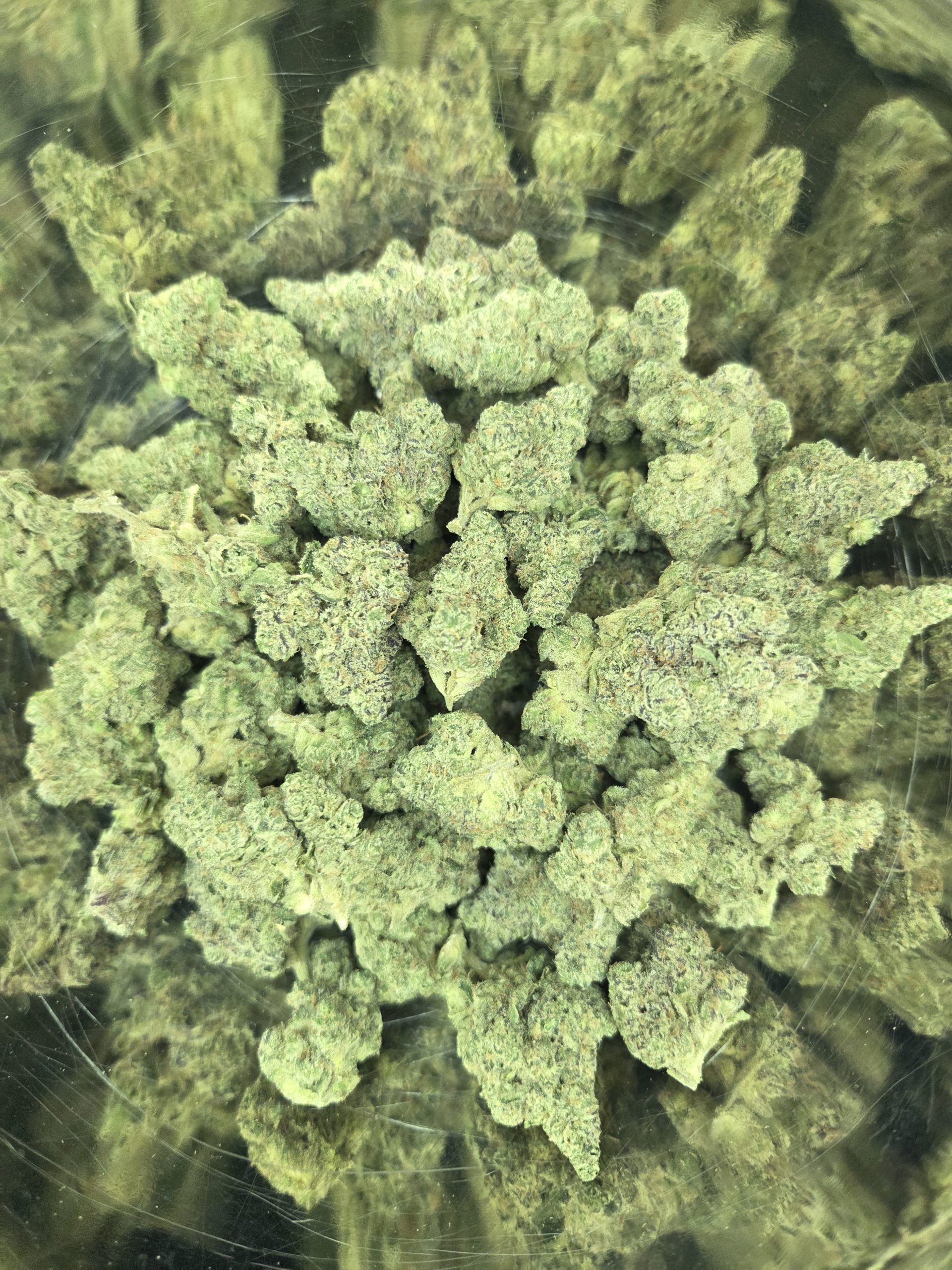 Rainbow Lobster Strain THCA Flowers