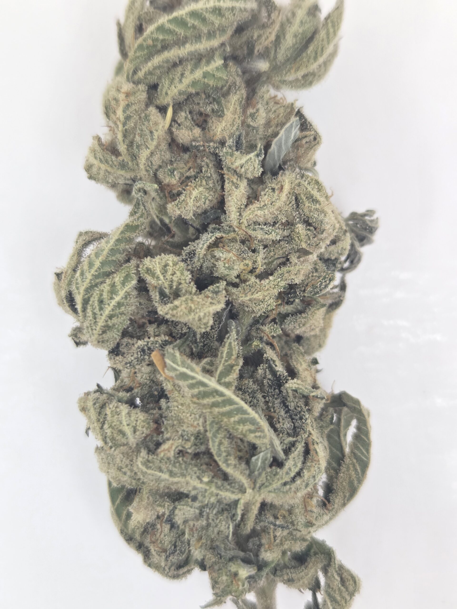 Better Than Nine Cap Junky Strain THCA Hemp flowers grown in living soil