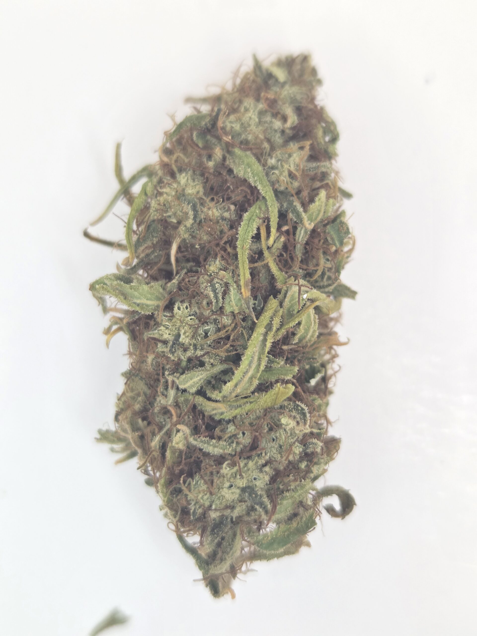 Better Than Nine Jealousy Strain THCA Hemp flowers grown in living soil