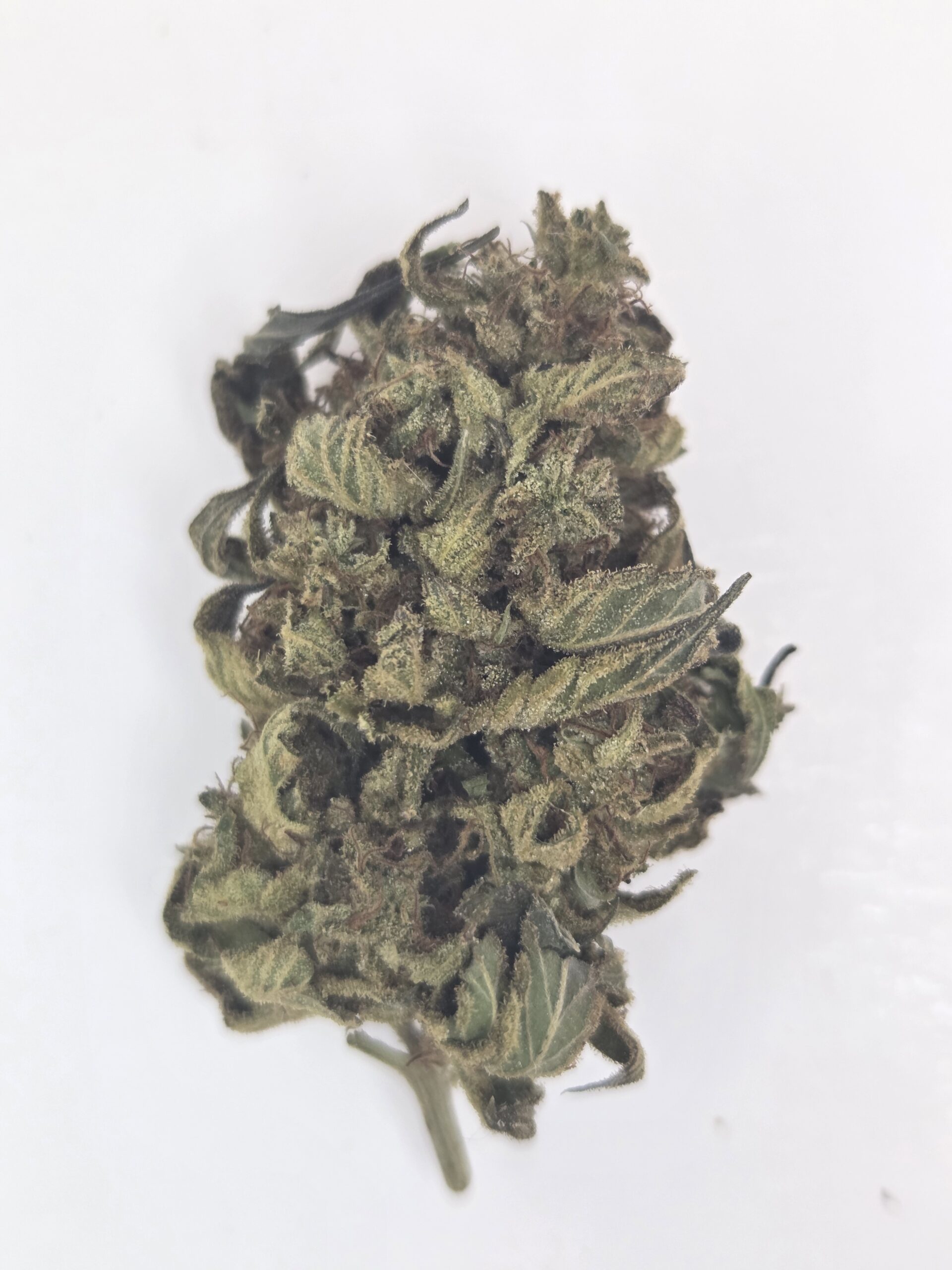 Better Than Nine Mountaintop Mint Strain THCA Hemp flowers grown in living soil